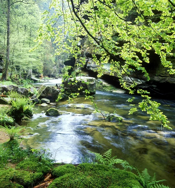 Kamenice river, Ceskosaske Svycarsko, Czech Republic — Stock Photo, Image