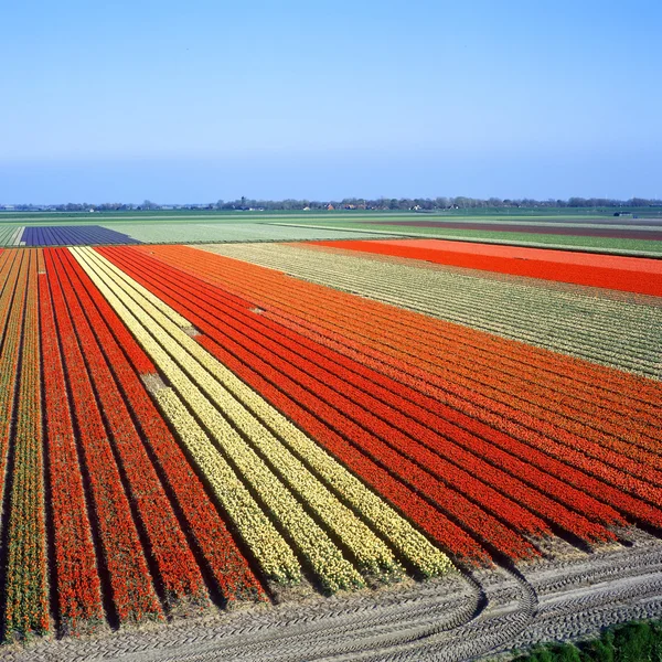 Tulip field, Pays-Bas — Photo