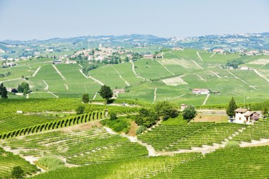 vineyars yakınlarında barolo, piedmont, İtalya