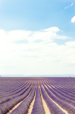 Lavanta alan, plato de valensole, provence, Fransa