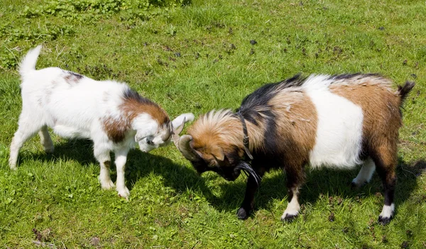 Goats on meadow, Netherlands — Stock Photo, Image