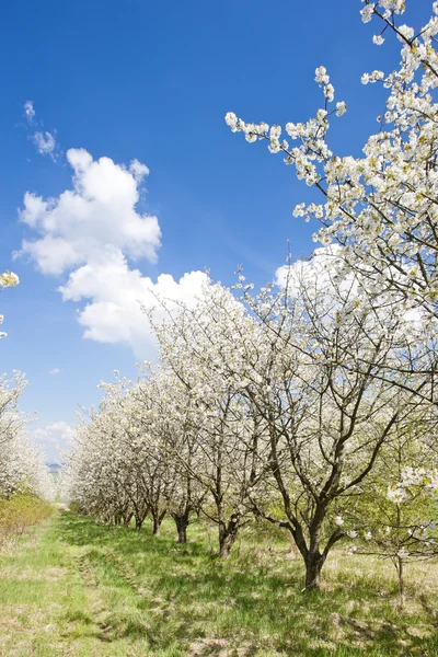 Blommande orchard under våren — Stockfoto