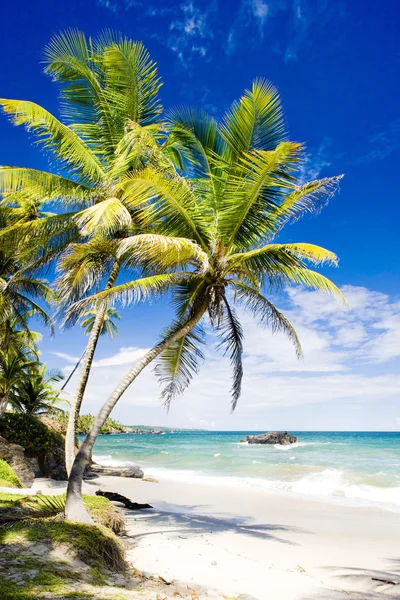 Cumaná baía, trinidad — Fotografia de Stock