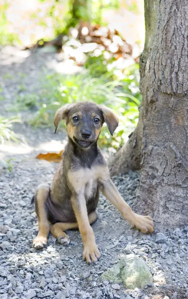 Oturma köpek yavrusu, tobago — Stok fotoğraf