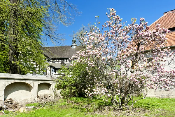 Bloeiende magnoly, Vienna, Silezië, Polen — Stockfoto