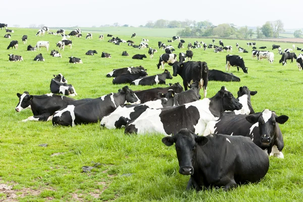 Hjordar av kor, Skottland — Stockfoto
