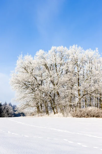 Vinterlandskap, Tjeckien — Stockfoto