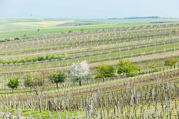 Виноградники під назвою Noviny поблизу Cejkovice, Чеська Республіка — стокове фото