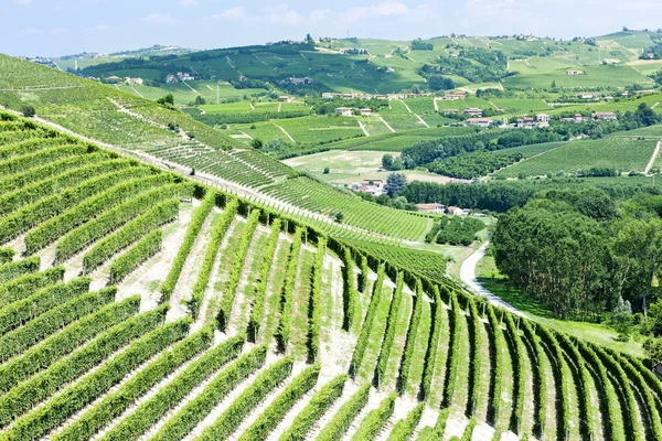 Vineyars közelében Barbaresco, Piemonte, Olaszország — Stock Fotó