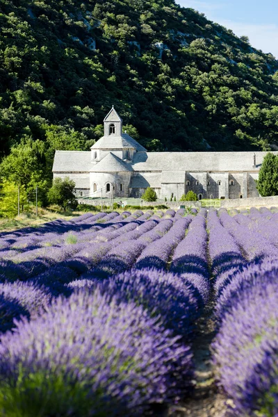 Abadía de Senanque con campo de lavanda, Provenza, Francia —  Fotos de Stock