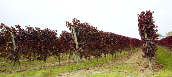 Vigneto, Hochheim, Rheingau, Germania — Foto Stock