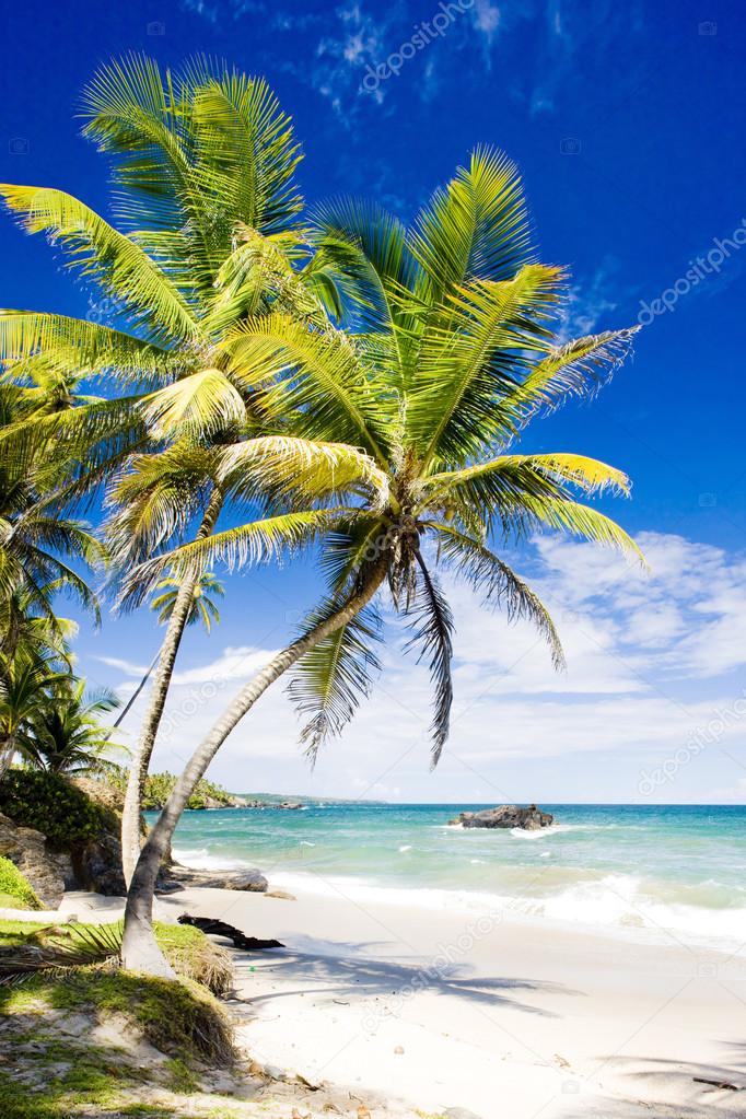 diario regular cada vez Playas y palmeras fotos de stock, imágenes de Playas y palmeras sin  royalties | Depositphotos