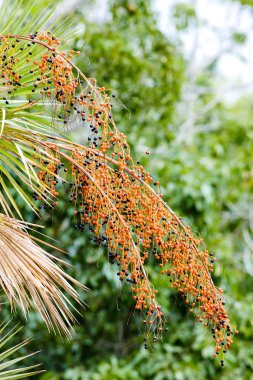 bitki örtüsü everglades ulusal park, florida, ABD