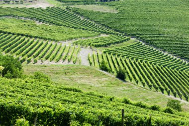 vineyars yakınlarında barbaresco, piedmont, İtalya