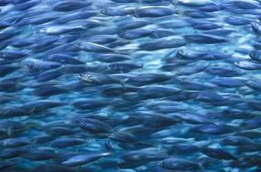 akvaryum, loro parque, tenerife, Kanarya Adaları, İspanya