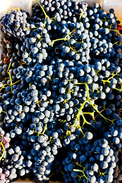 収穫のブドウ, ドウロ渓谷の, ポルトガル — ストック写真