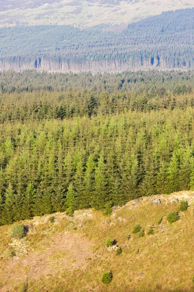 Lasów Parku Narodowego northumberland, Anglia — Zdjęcie stockowe