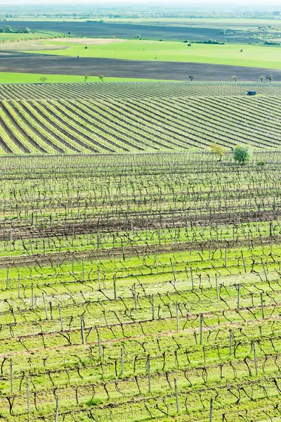 Blick auf den Weinberg vom Aussichtsturm Kravi hora in der Nähe von Boretice, — Stockfoto