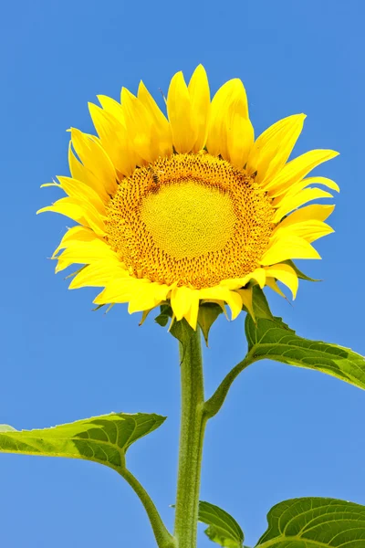 Zonnebloem — Stockfoto