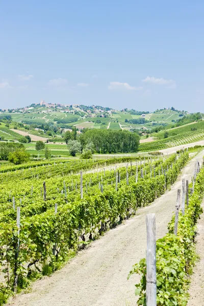 Vineyars v oblasti asti, Piemont, Itálie — Stock fotografie