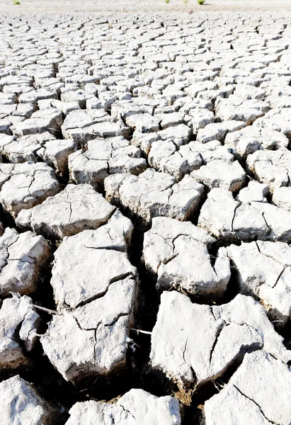 Dry land, Parc Regional de Camargue, Provenza, Francia — Foto de Stock