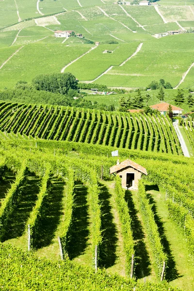 Vinhedos perto de Barolo, Piemonte, Itália — Fotografia de Stock