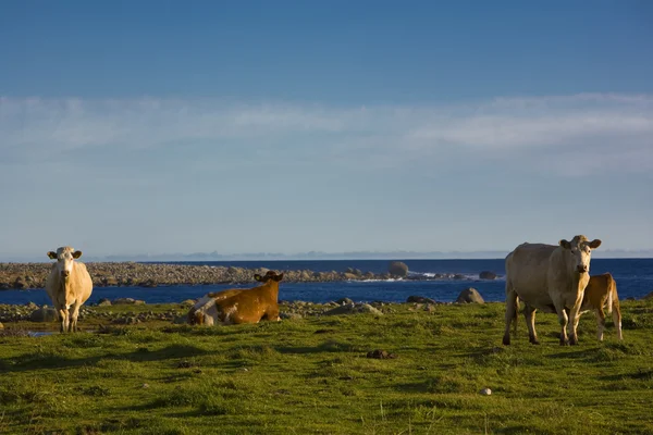 Cows, Lista, Norway — Stock Photo, Image