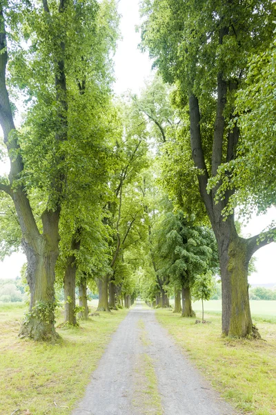 Spring alley — Stock Photo, Image