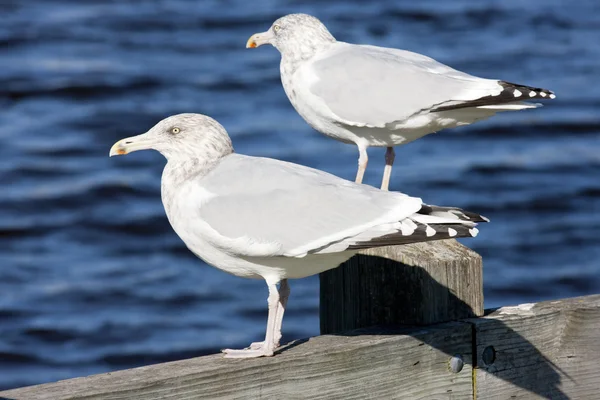 Sea gulls, Maine, USA — Stock Photo, Image