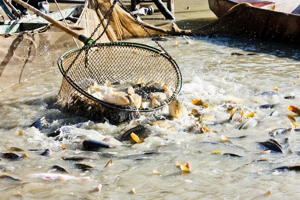 Harvesting pond — Stock Photo, Image