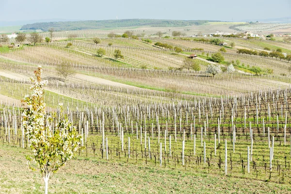 Виноградник под названием Новины недалеко от Цейковице, Чехия — стоковое фото