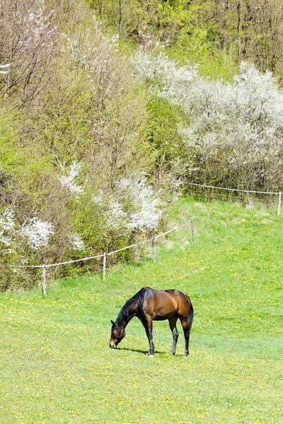 草原馬 — ストック写真