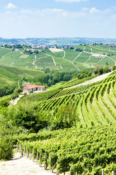 Vineyars поблизу Барбареско, П'ємонт, Італія — стокове фото