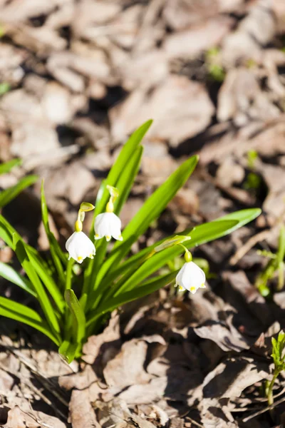 Spring snowflakes — Stock Photo, Image