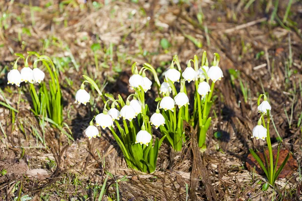 Lente sneeuwvlokken — Stockfoto