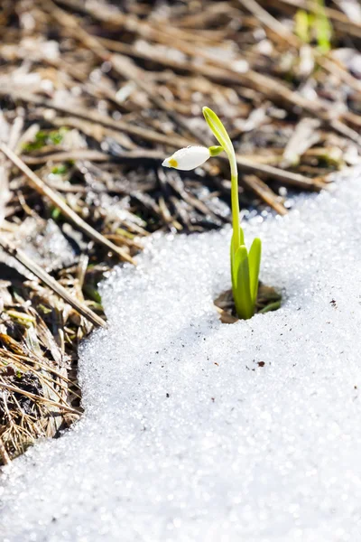 Flocons de neige de printemps dans la neige — Photo