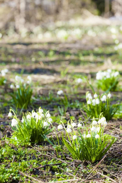 Spring snowflakes on meadow — Stock Photo, Image