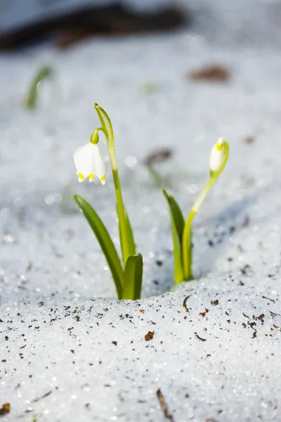 Jaro vločky sněhu — Stock fotografie