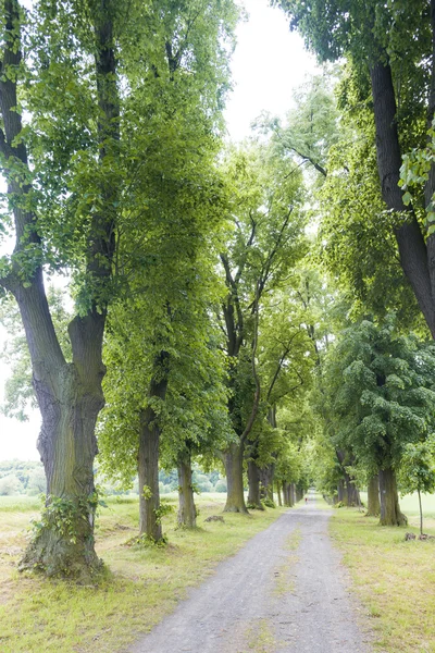 Spring alley — Stock Photo, Image