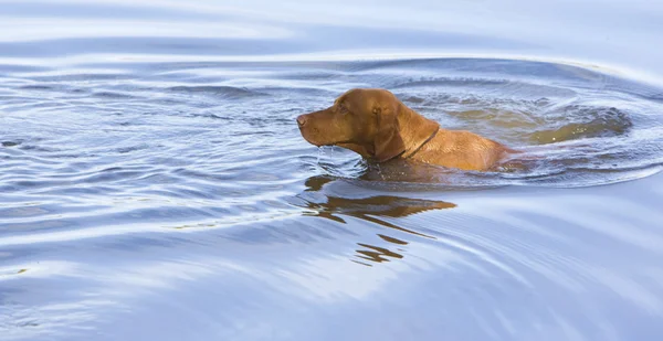 Av köpeği gölet — Stok fotoğraf