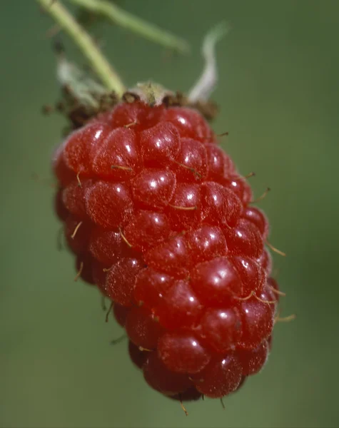 Framboise — Photo