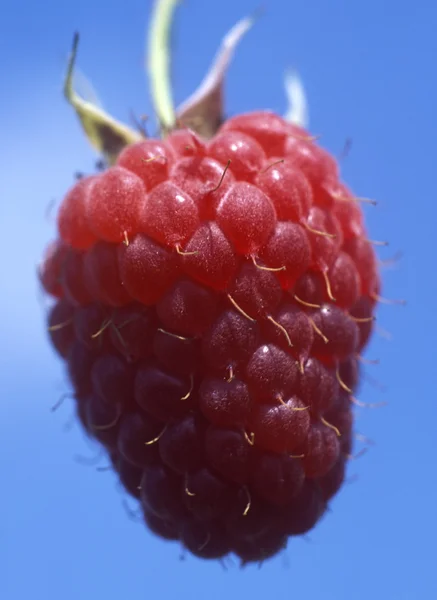 Framboise — Photo