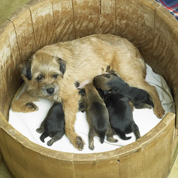 Kvinno-hund med valpar (Border Terrier) — Stockfoto