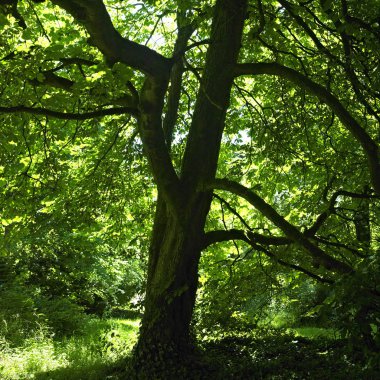 glenmacnass şelale, wicklow Dağları, county wicklow, irelan