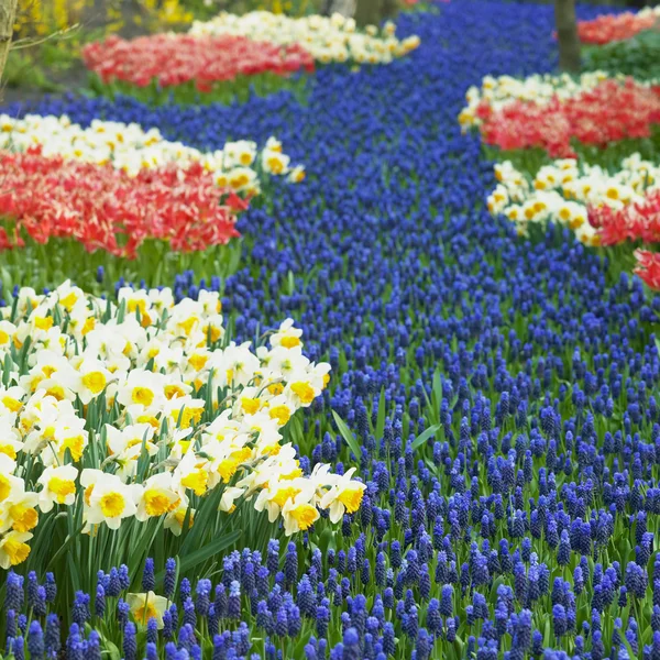 Keukenhof Gardens, Lisse, Niederlande — Stockfoto