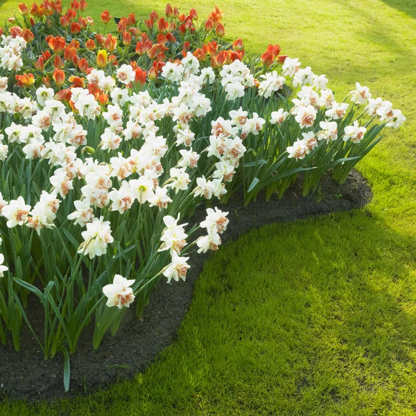 Keukenhof Gardens, Lisse, Netherlands — Stock Photo, Image