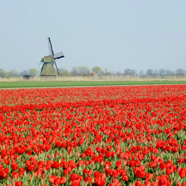 A tulipán mező közelében Ooster Egalementsloot csatorna, holland szélmalom — Stock Fotó