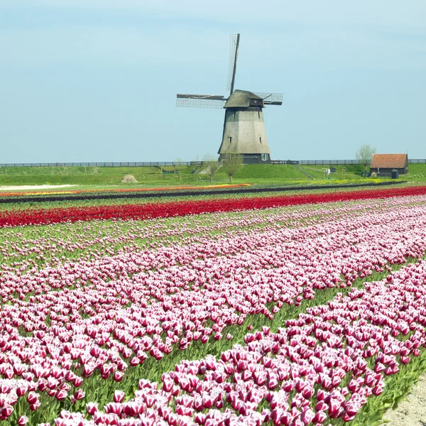 Windmolen met tulp veld in de buurt van schermerhorn, Nederland — Stockfoto