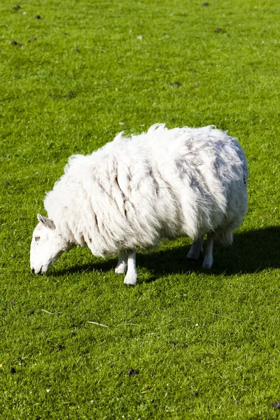 Ovinos no prado, Highlands, Escócia — Fotografia de Stock
