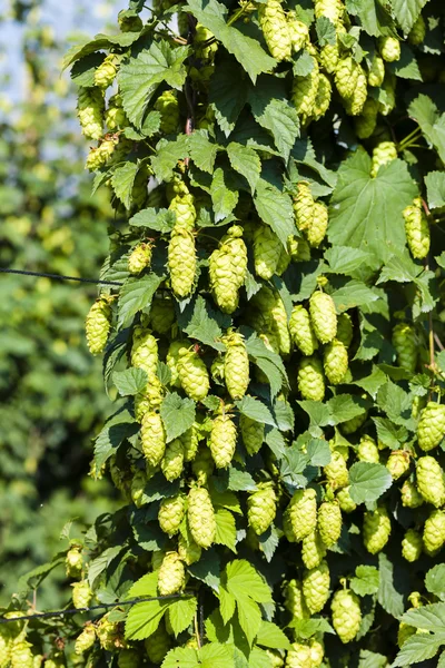 Hops in hops garden, Czech Republic — Stock Photo, Image